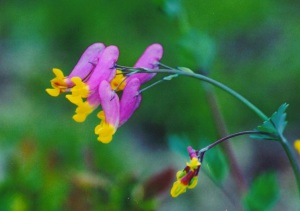 Corydalis ültetés és gondozás (ültetés) Corydalis ültetés és gondozás