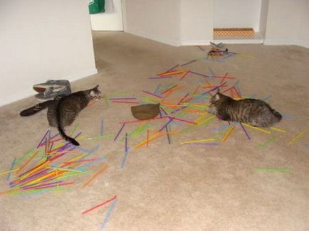Dăunători înțepați - pisici amuzante