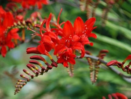 Japonia gladiolus fotografie, descriere, plantare și de îngrijire