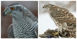 Hawk - pasăre fotografie, video și o descriere detaliată a păsării