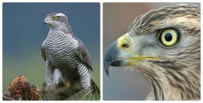 Hawk - pasăre fotografie, video și o descriere detaliată a păsării