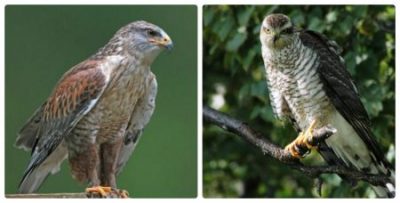 Hawk - pasăre fotografie, video și o descriere detaliată a păsării