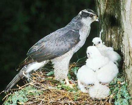 Goshawk, fotografii