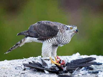 Goshawk, fotografii