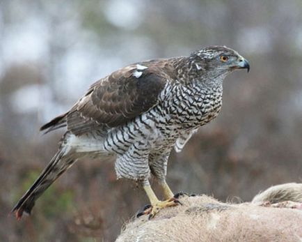 Goshawk, fotografii