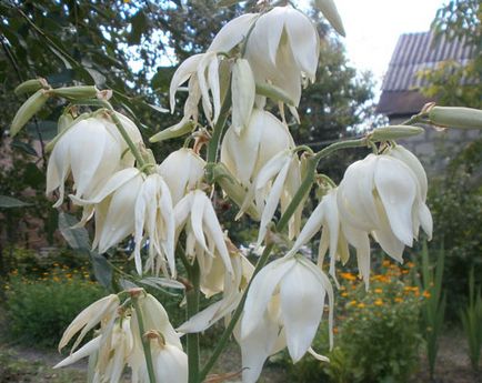 Yucca kert (fonalas)