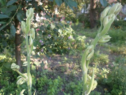 Grădina Yucca (filamentară)