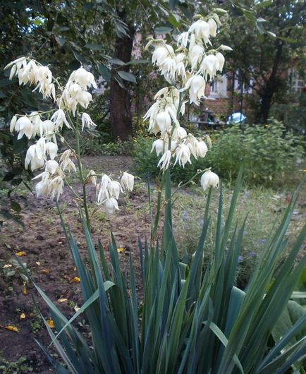 Grădina Yucca (filamentară)