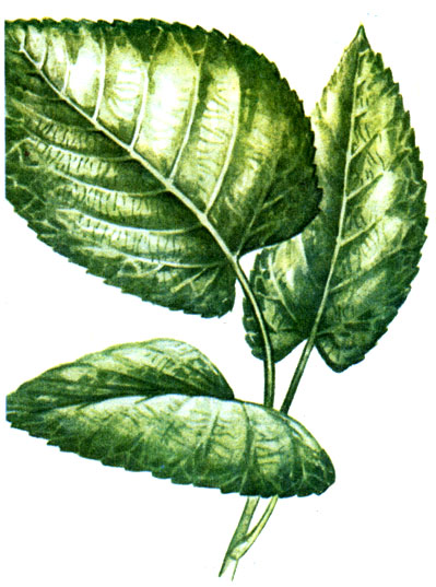 Dél-amerikai pampák 1982 Fukarek f, a Hempel, hyubel g, Schuster P, succo m (1982) Dél-amerikai pampák 1982 Fukarek f, a Hempel, hyubel g, Schuster P, succo m