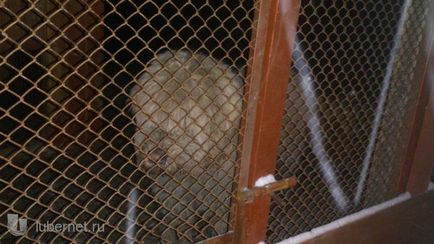 Dél-orosz juhászkutya keresi a tulajdonosok az utcán! állatok