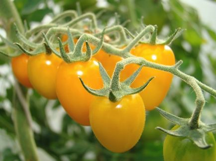 Жовті помідори сорту популярні різновиди томатів