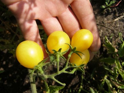 Жовті помідори сорту популярні різновиди томатів