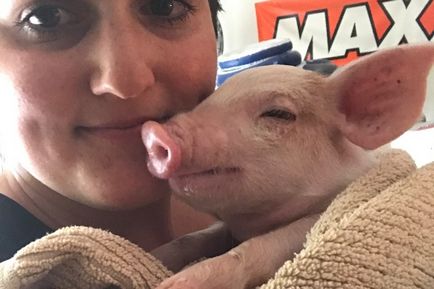 O femeie a salvat un porc pe un drum aglomerat - într-o lume interesantă
