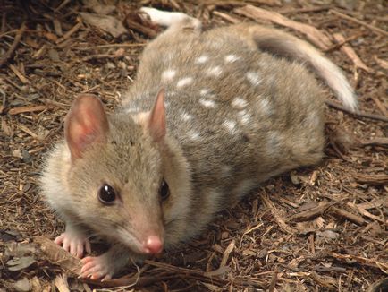 Animals australia fotografie, nume și descriere australia animale