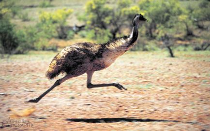Тварини австралії фото, назви і описи тварин австралії