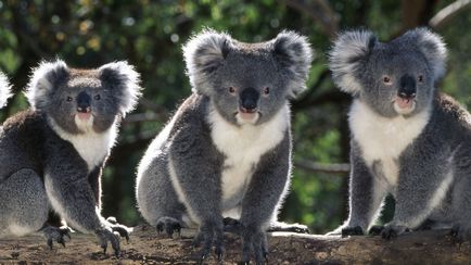 Animals australia fotografie, nume și descriere australia animale