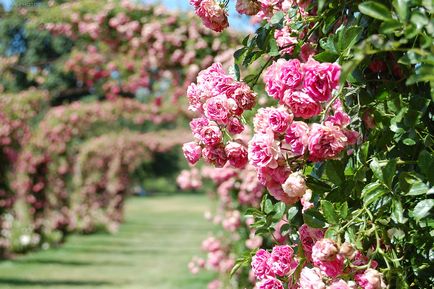 Viața în roz 10 cele mai bune rozari din lume
