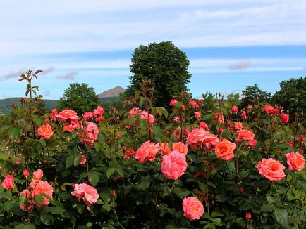 Життя в рожевому кольорі 10 кращих розаріїв світу