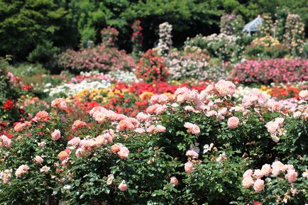 Життя в рожевому кольорі 10 кращих розаріїв світу