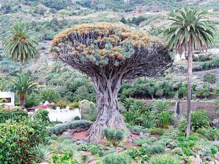 10 Distracție gratuită în Tenerife