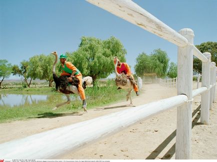 10 Animale care sunt înhățate de un bărbat - știri în fotografii