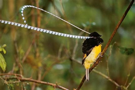 39 Specii de păsări legendare de paradis