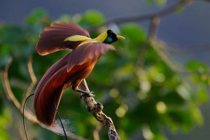 39 Specii de păsări legendare de paradis