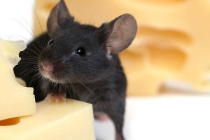 5 moduri de a prinde un mouse într-un repeller apartament, șoareci de șoareci, clei