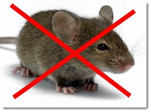 5 moduri de a prinde un mouse într-un repeller apartament, șoareci de șoareci, clei