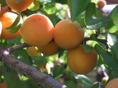 Абрикос - посадка і догляд за плодовим деревом