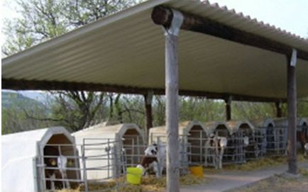 Agro livestock - випоювання телят Сквашеного молоком