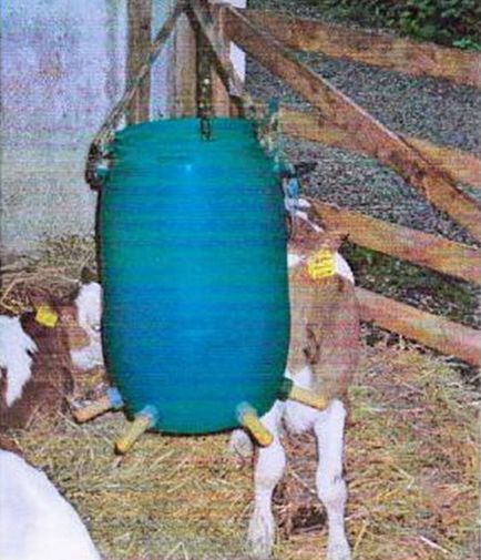 Agro állattenyésztés - etetés erjesztett tej borjak