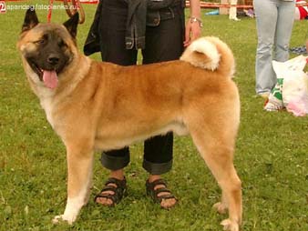 Akita Inu (un câine mare japonez)