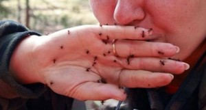 Allergiás a hangyák