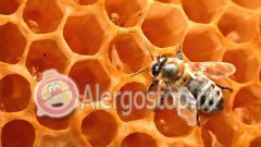 Alergia la ceara de albine - alergie la adulți