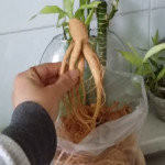 Alergii la ginseng - sfaturi recomandări