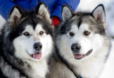 Аляска маламут собака фото, купити, відео, ціна