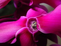 Floarea eurasului amazonian - caracteristicile sale și frumusețea de neegalat