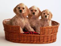 American Cocker Spaniel Sfaturi pentru hrănire și conținut