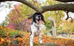 American Cocker Spaniel Sfaturi pentru hrănire și conținut