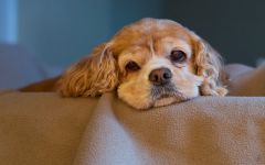 American Cocker Spaniel Sfaturi pentru hrănire și conținut