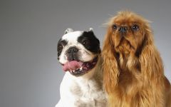 American Cocker Spaniel Sfaturi pentru hrănire și conținut