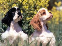 American Cocker Spaniel Sfaturi pentru hrănire și conținut