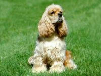 American Cocker Spaniel Sfaturi pentru hrănire și conținut