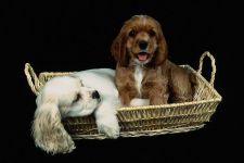 American Cocker Spaniel Sfaturi pentru hrănire și conținut