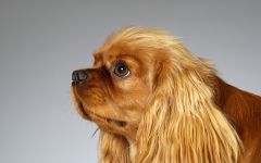 American Cocker Spaniel Sfaturi pentru hrănire și conținut