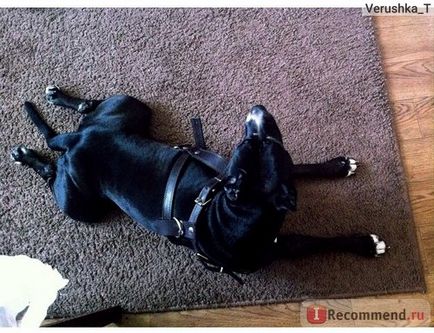 Американський стаффордширський тер'єр - «собака-вбивця або добряк з чистим серцем», відгуки