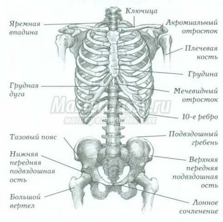 Anatomie cu Ken Goldman în desen