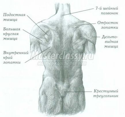 Анатомія з Кеном Голдманом в малюванні