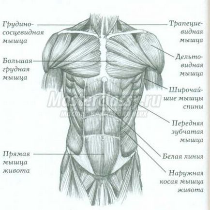 Anatomie cu Ken Goldman în desen